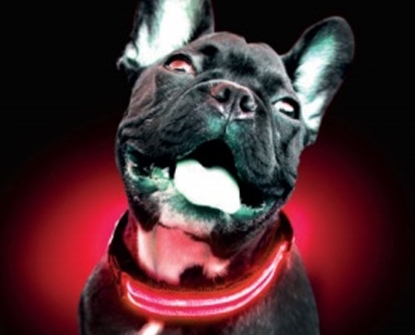 Picture of FREEDOG LED COLLAR with BATTERIES